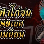 เหตุผลที่กีฬาไก่ชน ในเว็บ 789เบท ได้รับความนิยม